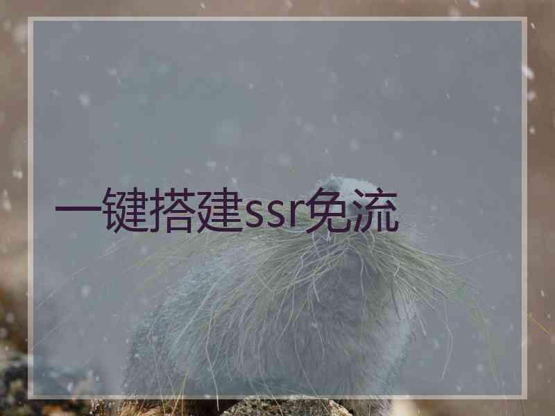 一键搭建ssr免流