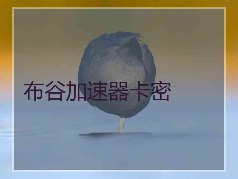 布谷加速器卡密