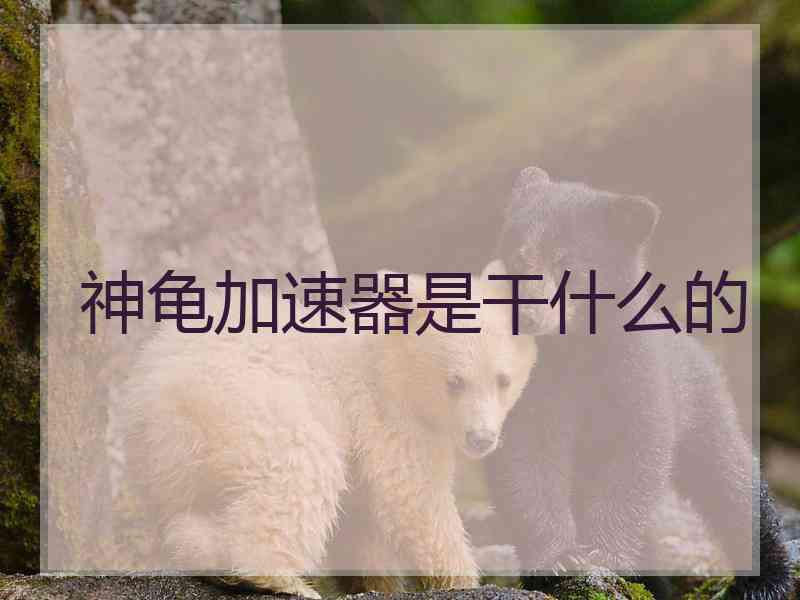 神龟加速器是干什么的