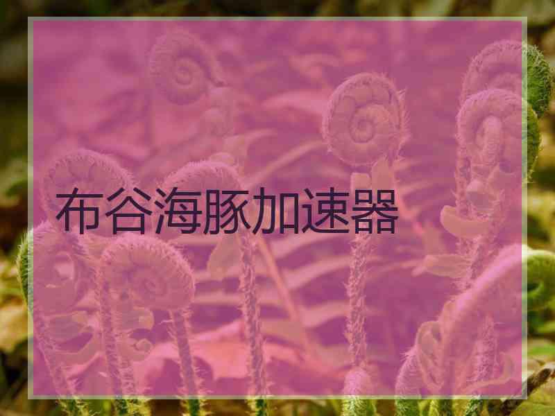 布谷海豚加速器
